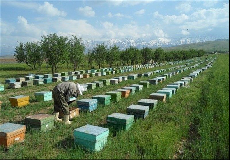 iranian honey prices