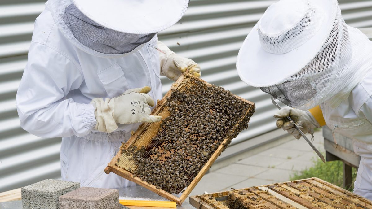 Successful beekeeping
