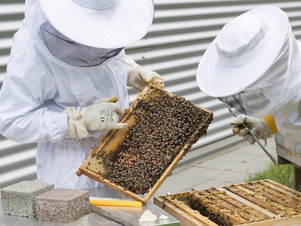 Successful beekeeping