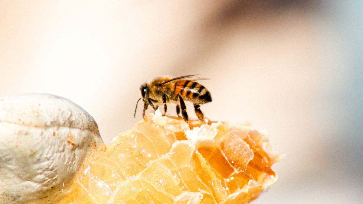 The Benefits of Honeycomb